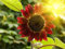 150 graines de graines de fleur de tournesol de fortune rouge de France
