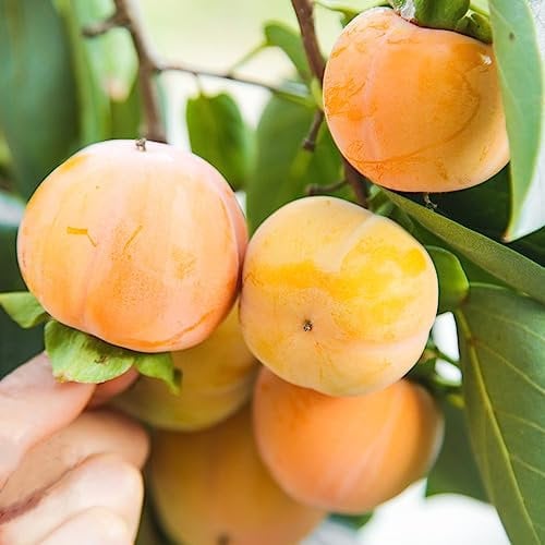 20 Stücke kakibaum winterhart kaufen - kaki baum pflanze - bäume garten winterhart, säulenobstbäume (Diospyros kaki) bonsaibaum, samen alte sorten bonzai bäume, stauden winterhart