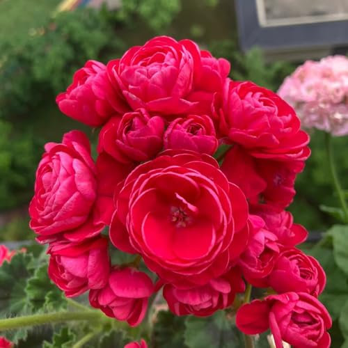 semi di geranio appesi, semi di piante di pelargonio, piante rare, decorazione del soggiorno Semi di prato fiorito perenne, decorazione autunnale fiori di campo fiori da balcone, semi 100pcs