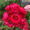 semi di geranio appesi, semi di piante di pelargonio, piante rare, decorazione del soggiorno Semi di prato fiorito perenne, decorazione autunnale fiori di campo fiori da balcone, semi 100pcs
