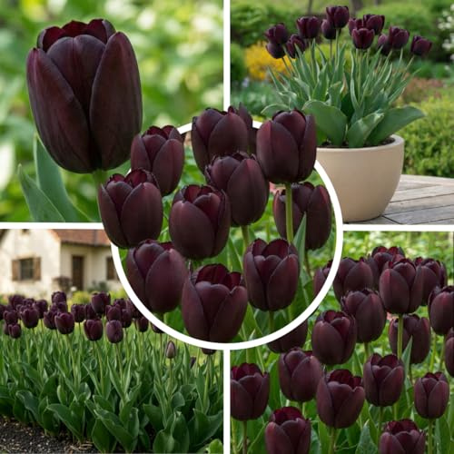Tulpenzwiebeln Winterhart Mehrjährig 25 Stück - Einfach Schwarz | Sorte Black Magic, fast schwarze Blüten, Blumenzwiebeln aus Holland, für Garten, Beet, Topf und Balkon, Pflanzzeit Herbst