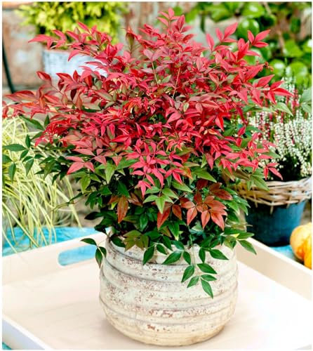 GrowOn Shrubs Nandina Domestica 'Obsessed' Heavenly Bamboo | Evergreen Shrub | Outdoor Garden Ready Plant | Spring, Summer, Autumn Flowering | White Flowers