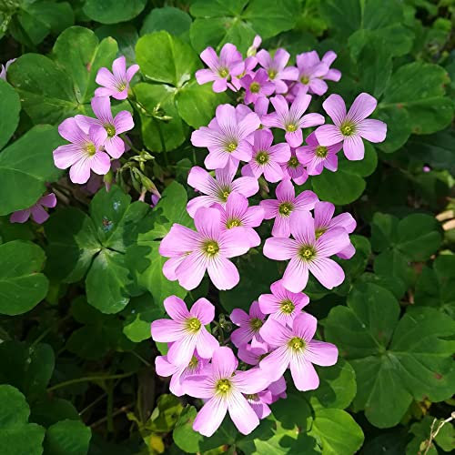 5 Stück zwiebeln oxalis triangularis pflanze Kleeblätter Glücksklee stauden winterhart mehrjährig wildblumen stauden geschenke für den garten indoor garden blumenzwiebeln mehrjährig winterhart