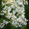 200 pcs kreppmyrte pflanze samen sträucher winterhart alte sorten saatgut (Lagerstroemia indica) winterharte stauden für pralle sonne pflanzen samen indoor winterharte balkonpflanzen
