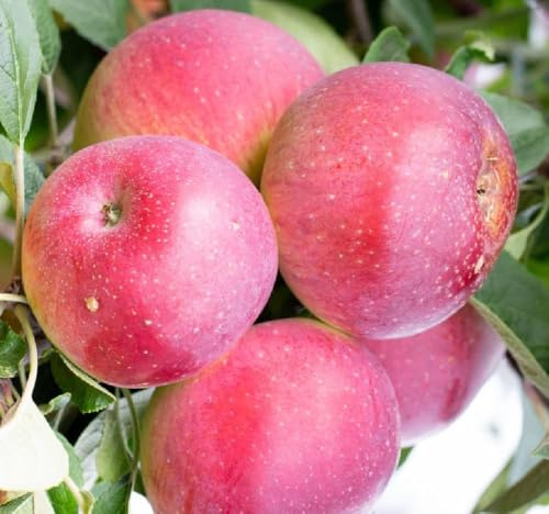 Direct Plants Apple Tydemans Early Worcester Fruit Tree 6ft Tall Supplied in a 12 Litre Pot