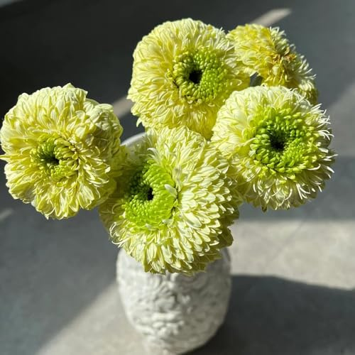 gerbera - gartenpflanzen stauden gartenblumen - Seltene serie - pflanzensamen bonsai gerbera blumenwiese sommerblumen garten blumendeko 600samen