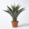 Homescapes Kunstpflanze immergrün Century Plant Agave Americana im Topf 60 cm hoch