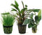 Assortimento primo piano (3 piante)