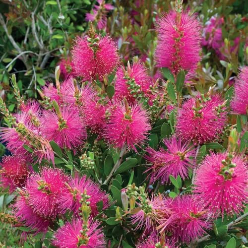 Callistemon viminalis Hot Pink - Bottlebrush - Plant in 9 cm Pot