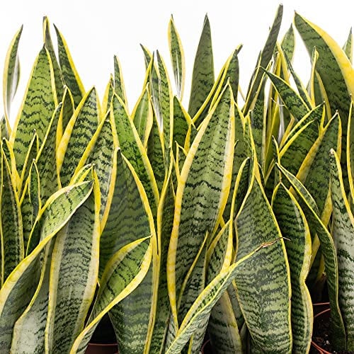 1 X SANSEVIERIA LAURENTII PIANTA SERPENTE VARIEGATA ARBUSTO SANO PER INTERNI