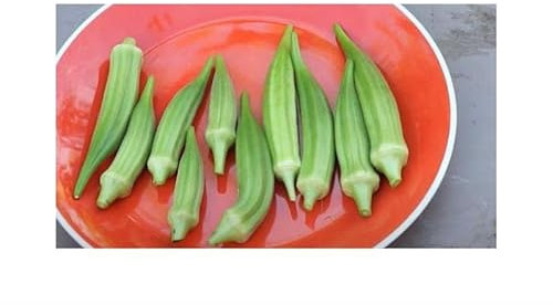 Stk - 7x Okra Clemson Spineless Abelmoschus esculentus Garten Pflanzen - Samen KS112 - Seeds & Plants Shop by Ipsa