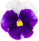 Pansy Plants - 'Beaconsfield' - 6 x Full Plant Pack - Pansies - Garden Ready - Ready to Plant - Premium Quality Bedding Plants