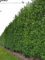 Kirschlorbeer Caucasica 180-200 cm IM TOPF. 8 grüne Heckenpflanzen. Lorbeerhecke