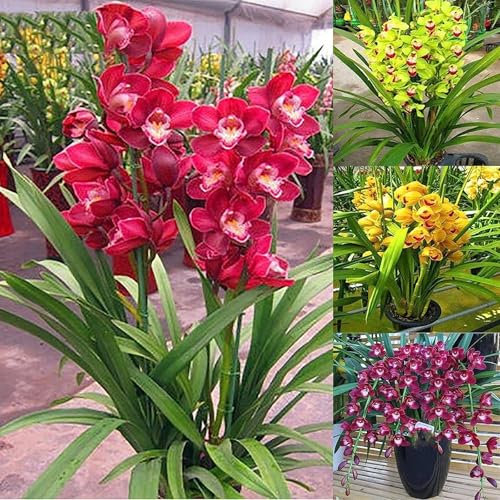 Cymbidium Orchid bulbi,cymbidium planta,Cymbidium pianta vera,Tesoro di giardinaggio,è adatta per essere Osservata in interni ed esterni,orchidea del cymbidium.-3 bulbi-E