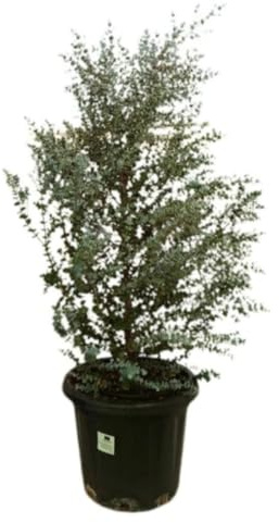 Planta natural Eucalyptus Gunni, 100-120 cm. Eucalipto de Gunn. Árbol perenne australiano con hojas aromáticas. Segura Garden.