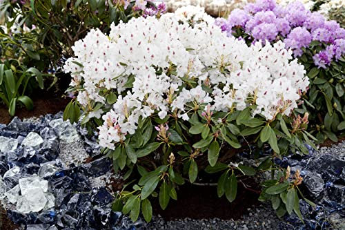 Rhododendron Hybride 'Madame Masson' 30–40 cm – Winterhart, Immergrün, Mehrjährig – Alpenrose – Zierstrauch für Garten & Kübel