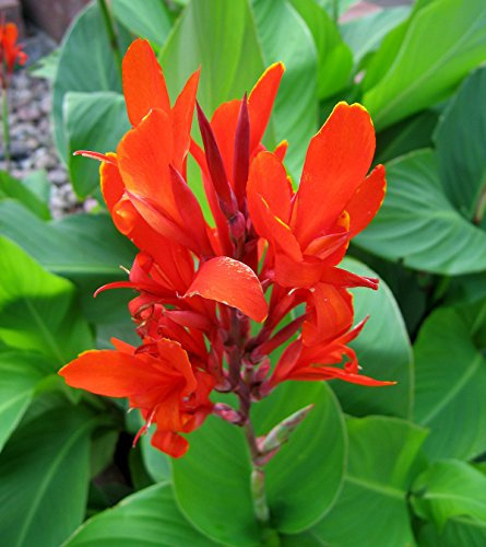 plenTree 10 Stück Canna Samen schöne Blumensamen Indica Lilien Pflanzen Garten Blumenzwiebeln Outdoor Topf-Bonsaischen. Geschenk für zu Hause