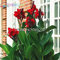 plenTree 10 Stück Canna Samen schöne Blumensamen Indica Lilien Pflanzen Garten Blumenzwiebeln Outdoor Topf-Bonsaischen. Geschenk für zu Hause