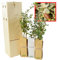 KORKEICHE Baum in einer Holzkiste - Korkeichenwald alveolus - 30 cm hoher Jungwuchs Erhältlich in einer wiederverwendbaren Holzkiste (3 Einheit)