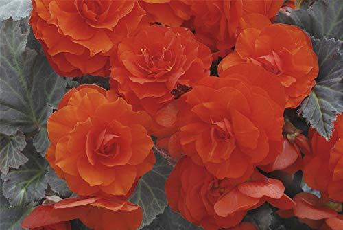 10 Pelleted Seeds of Flower Begonia Nonstop Mocca Deep Orange F1