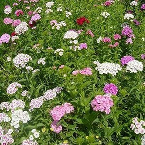 Saterkali Semi di verbena, 100 Pz/borsa Semi di verbena Tollerante al calore Colori misti profumati Verbena Hybrida Semi di fiori per cortile Mescola il colore Semi di verbena