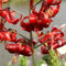 Lilium martagon zwiebeln,winterharte,lilien deko,lilien im topf,lilie riesen,lilien zwiebeln forever susan,lilie,duft lilien,lilien knollen,lilien zwiebeln winterhart mehrjährig.-6 zwiebeln-D