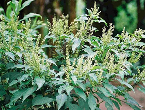 fenouil | West African Wild Clou de girofle basilic | 50 _ Graines