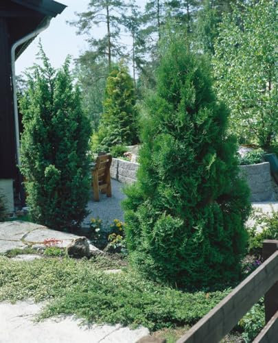 Thuja occidentalis 'Fastigiata' 150-175 cm - Lebensbaum, säulenförmig, immergrün, ideal als Hecke, windresistent, pflegeleicht und winterhart