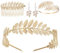 XoeLLe 5 Stück Griechische Göttin Kostüm Schmuck Set, Lorbeerblätter Haarschmuck Mädchen, Gold Schmuck, Römische Göttin Haarreif, Oberarmreif Ohrringe Lorbeerkranz Haarspange Boho Blatt Accessories
