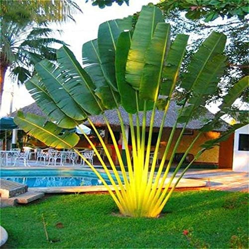 Bloom Green Co. 10pcs gaint Bonsai Palme Pflanze Trachycarpus Evergreen tropische Staude Palme DIY Hausgarten Topfpflanzen