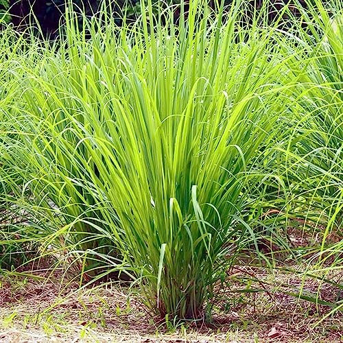 500 pcs zitronengras samen mehrjährig - kräuterbeet winterfeste pflanzen für balkon,Cymbopogon citratus, kräuterlinge plant winterharte pflanzen für garten gartenkräuter pflanzensamen