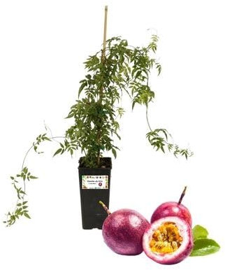 P. Piantine da Orto | Frutto della Passione - Passiflora Edulis - Maracuja, Vaso 2 L, Pianta Pronta per il Trapianto, Pianta Vera da Esterno, Frutti Esotici, Vivaio Italiano