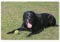 1000 Piece Jigsaw Puzzle for Adults，Black Labrador，Puzzle - for Adults Teens Educational Toys Gifts 26x38CM
