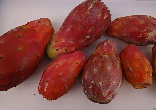 50 RED Opuntia Ficus Indica Seeds, nopal, Tuna Roja, Cactus del higo chumbo de frutas