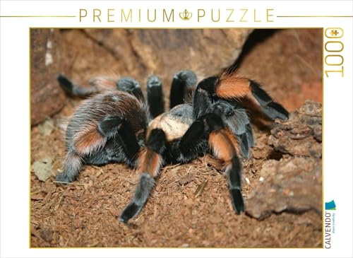 CALVENDO Puzzle Mexikanische Rotknie-Vogelspinne | 1000 Teile Lege-Größe 64 x 48 cm Foto-Puzzle für glückliche Stunden