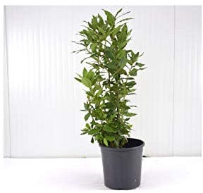 Pianta Alloro Vaso 18cm, Altezza 30-40cm