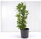 Pianta Alloro Vaso 18cm, Altezza 30-40cm