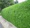 10 Stück Thuja Brabant im Topf/Container Größe 125 bis 150 cm
