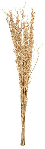 Alfonso Gras Ziergras Getrocknet Braun Trockenblumen Deko Gras Natur 100cm