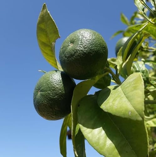 Cultiva tus Limas Naturales en Casa Árbol Frutal de Citrus Aurantiifolia