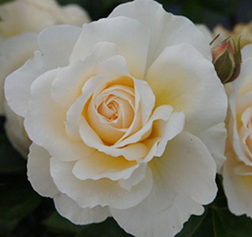Rosa Bush Rose Modern Floribunda 'Champagne Moments'