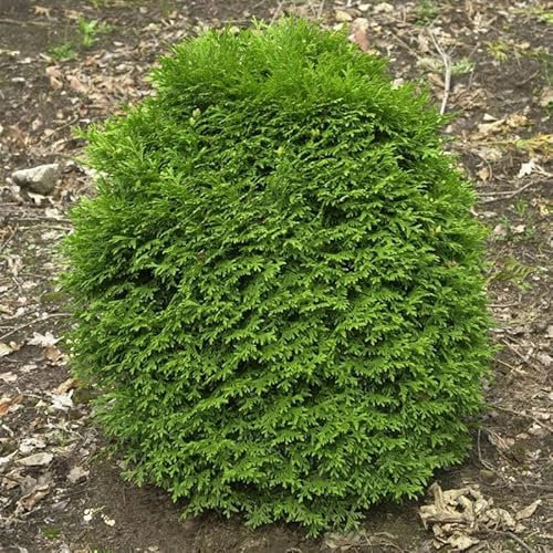 Lebensbaum Waterfield 20-25cm - Thuja occidentalis