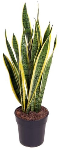Planta natural de 70-80 cm. Sansevieria Laurentii, Lengua de suegra, lengua de tigre o espada de San Jorge. Segura Garden. Mejora la calidad del aire al absorber toxinas