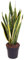 Planta natural de 70-80 cm. Sansevieria Laurentii, Lengua de suegra, lengua de tigre o espada de San Jorge. Segura Garden. Mejora la calidad del aire al absorber toxinas