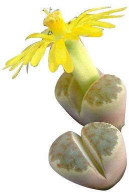 50 Semillas Lithops Dorotheae By Samenchilishop