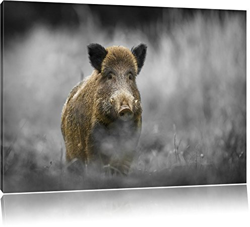Pixxprint einsames Wildschwein im Wald B&W, Größe: 80x60cm, Leinwandbild, fertig gespannt, Wandbild, Dekoration, Kunstdruck, kein Poster