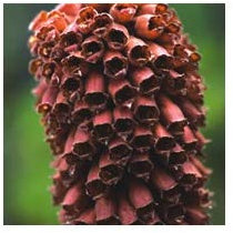 RP Seeds Digitalis parviflora Milk Chocolate (Spanish Foxglove) - 50 Seeds
