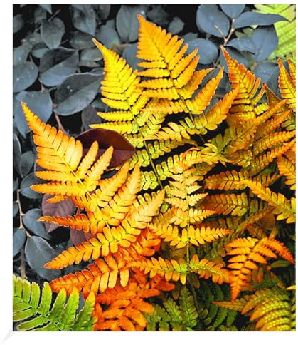 BALDUR Garten Winterharter Schmuck-Farn 'Golden Brilliant', 1 Pflanze, Dryopteris erythrosora Gartenfarn, winterharte Staude, mehrjährig, pflegeleicht, für Standort im Schatten geeignet