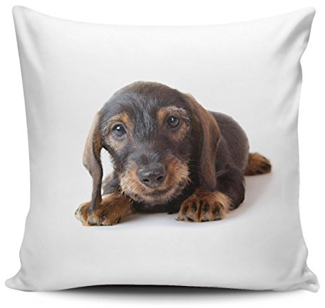 Merchandise for Fans Kissenhülle/Kissenbezug 40x40cm - Motiv: Dackel/Teckel - Rauhhaardackel Welpe | 020