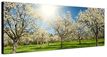 Augenblicke Wandbilder Keilrahmenbild Wandbild 150x50cm Apfelbäume Blüten Frühling Sonnenlicht